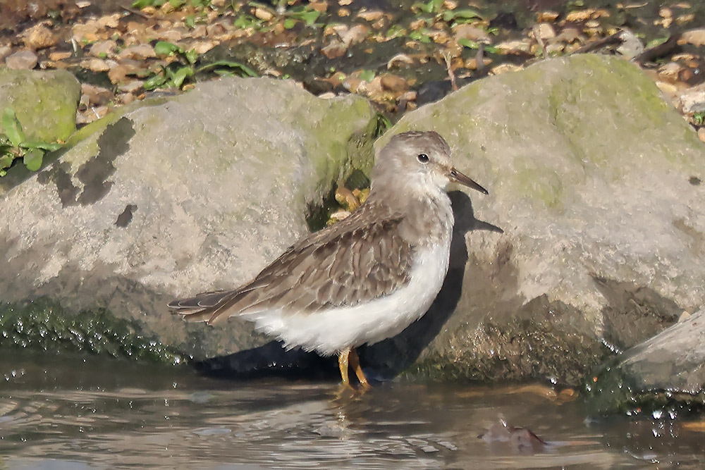 Temminck's stint